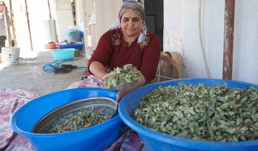 Şırnak'ta "Gezu" bereketi yüzleri güldürdü