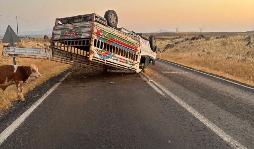 Siverek-Çermik kara yolunda hayvan yüklü kamyonet devrildi
