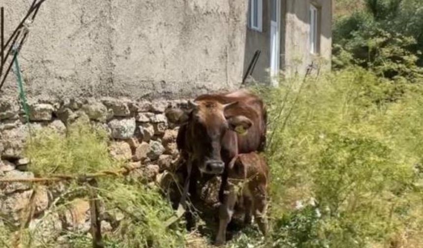 Bir ineği uçurumdan düştü; 7 inek, 5 buzağı sahibi oldu