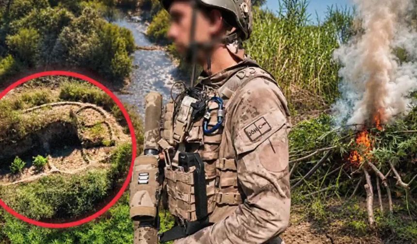 Diyarbakır'da kenevir operasyonu: 387 bin kök kenevir ve skunk ele geçirildi