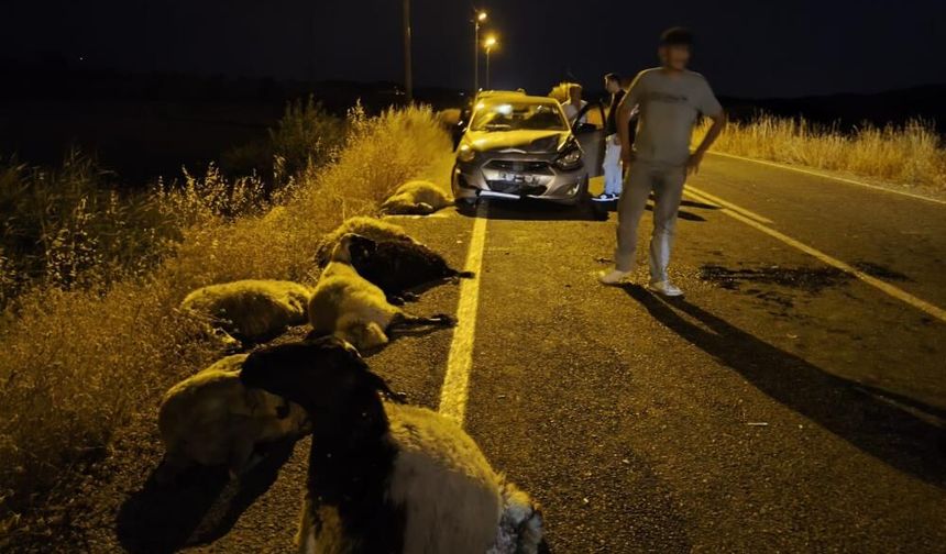 Diyarbakır'da otomobil sürüye daldı: 10 koyun telef oldu