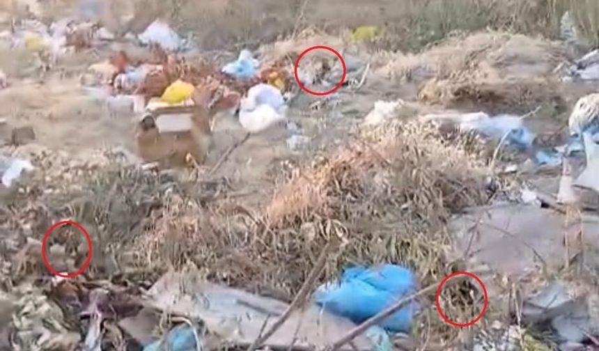 Diyarbakır'da toplanmayan çöpler fare yuvasına döndü: Mahalle halkından tepki