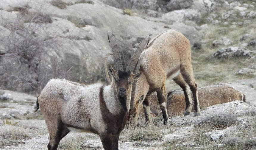 Doğu ilinde 7 dağ keçisi resmen avlanacak: 2,1 milyon lira fiyat belirlendi