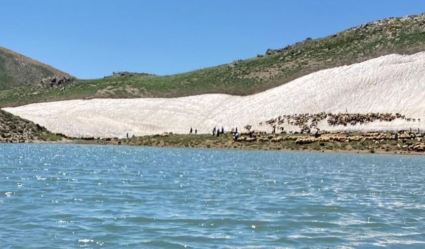 Doğu ilinde şarbon aşılaması aralıksız sürüyor