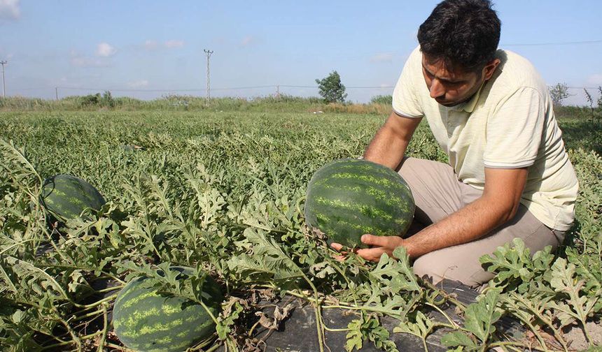 Diyarbakır'ın karpuz haritası: Üretimin yaklaşık yarısı tek ilçeden