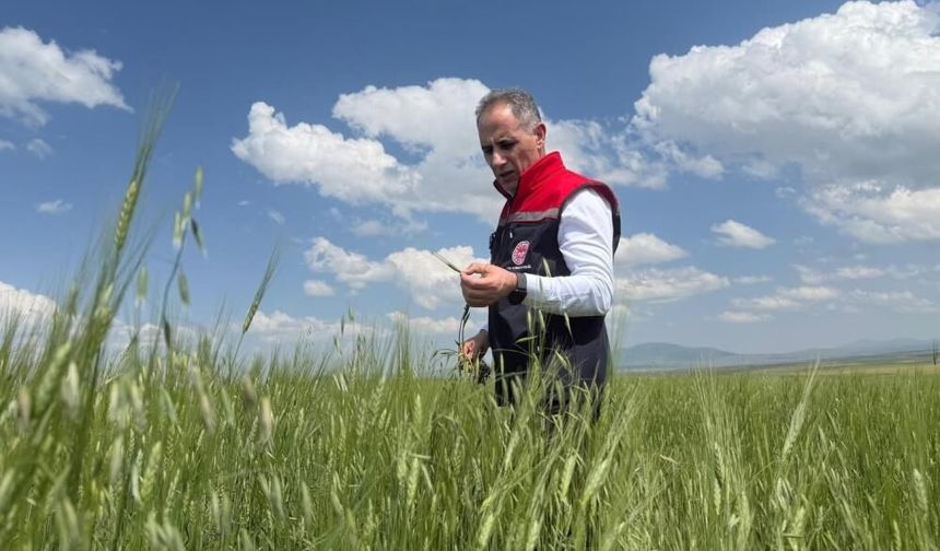 Kars'ta 13 bin yıllık ata tohumu Kavılca buğdayı için saha mesaisi