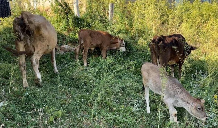Uçurumdan düşen ineği için gözyaşı döken Ayni teyzeye yardım eli