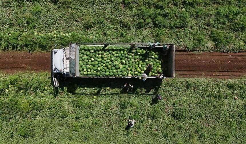 Diyarbakır karpuzunda hasat sürüyor