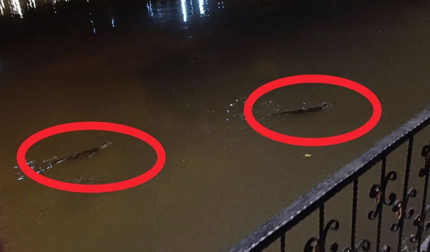 Diyarbakır'da su samurları yeniden ortaya çıktı!