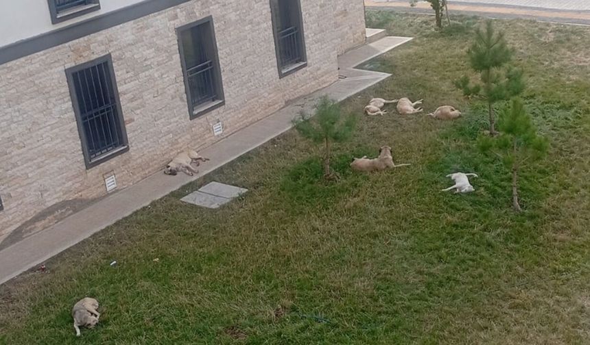 Diyarbakır'da TOKİ sakinlerinden başıboş köpek tepkisi