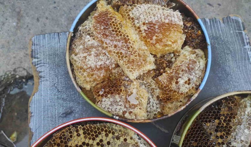 Ağaç kovuklarından çıkan doğal balın kilosu 10 bin liradan satılıyor