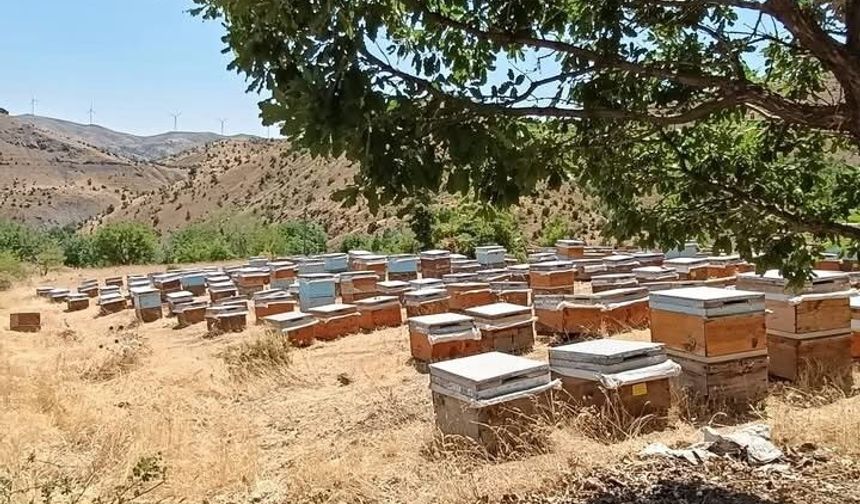 Diyarbakır'da bal sağımı başladı