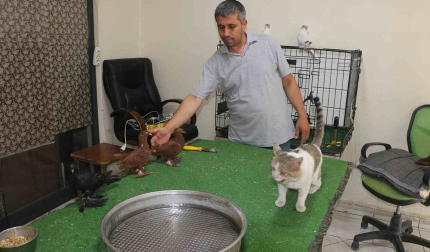 Diyarbakır'da milyonluk güvercinleri "azılı düşmanları" koruyor