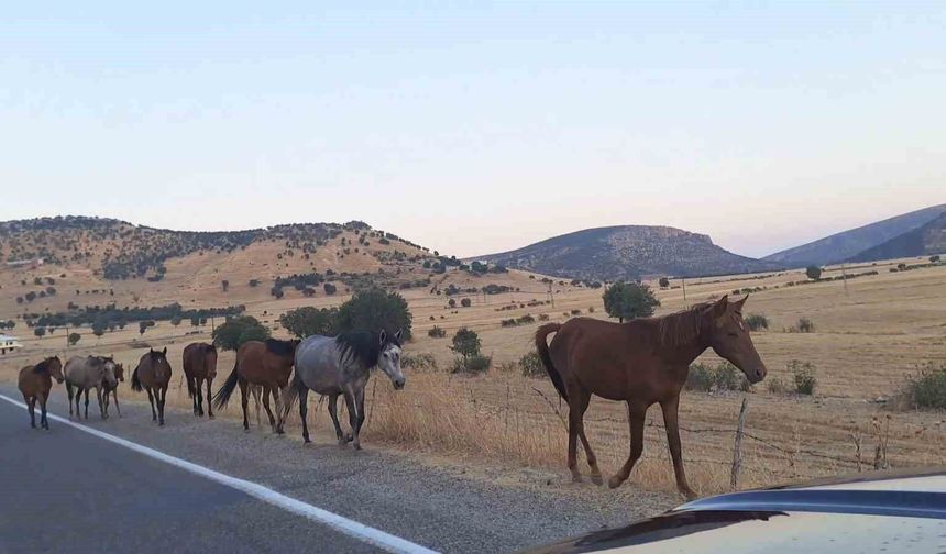 Diyarbakır'da yaban at sürüsü yola indi