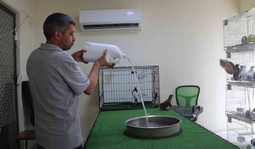 Diyarbakır'da binlerce liralık güvercinlere 'klimalı' ve 'havuzlu' konfor