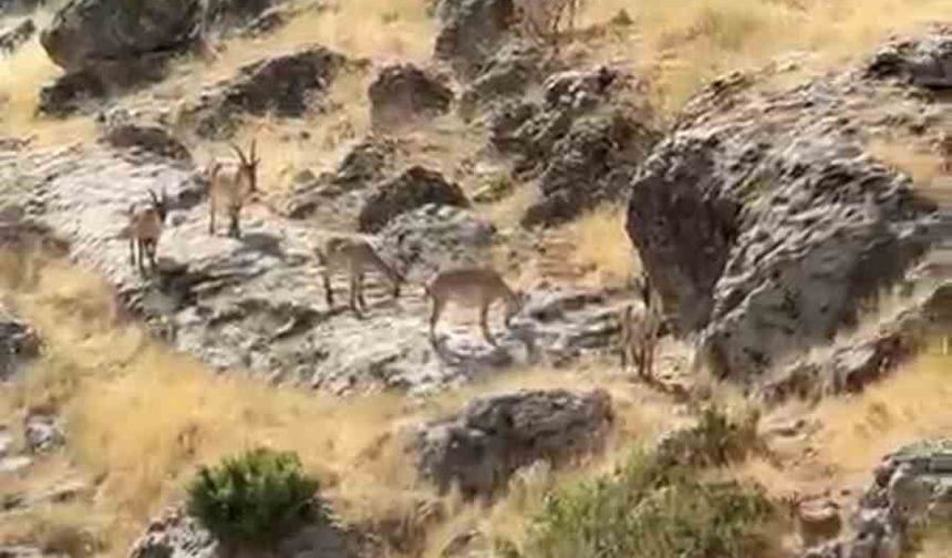 Gelincik Dağı'nda sürü halinde gezen dağ keçileri görüntülendi