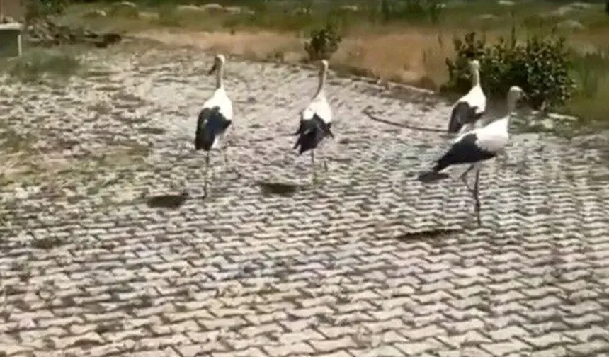Bitkin halde bulunan leylekler yeniden gökyüzünde