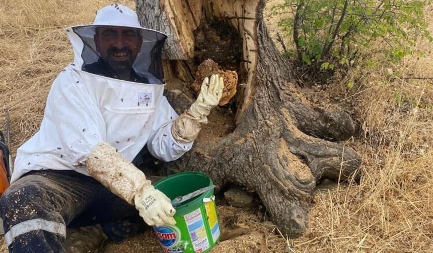 Diyarbakır'da arıların izini sürdüler; Ağaç kovuklarından kilolarca balı böyle çıkardılar