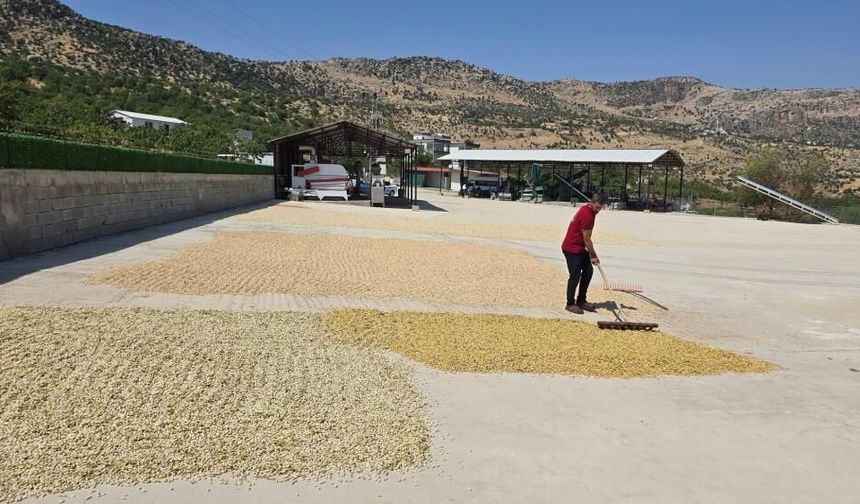 Diyarbakır'da fıstıkta yüksek rekolte beklentisi