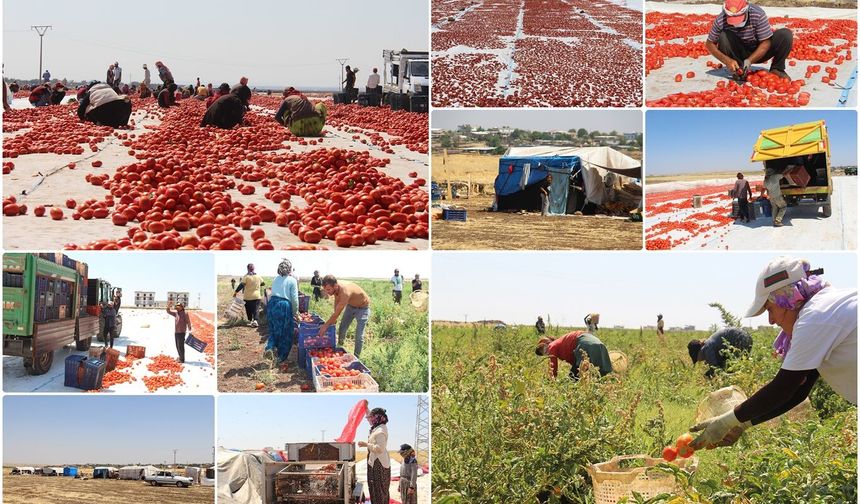 Diyarbakır'da güneşin altında ekmek mücadelesi