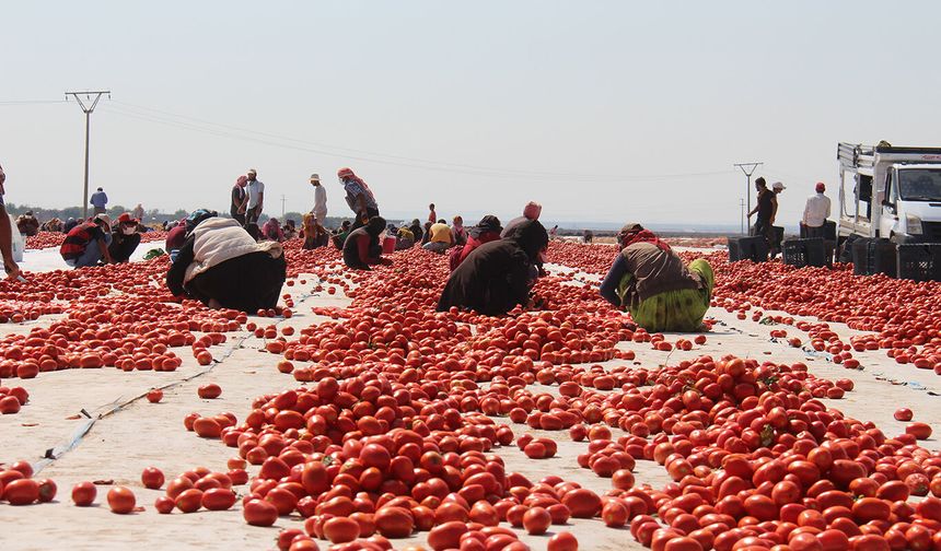 Diyarbakır'da kavurucu sıcakta domates mesaisi