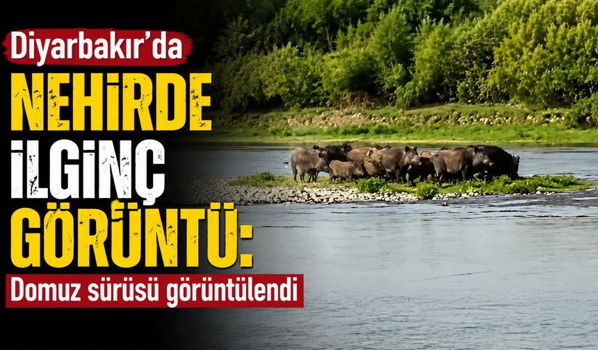 Diyarbakır'da nehirde ilginç görüntü: Domuz sürüsü görüntülendi