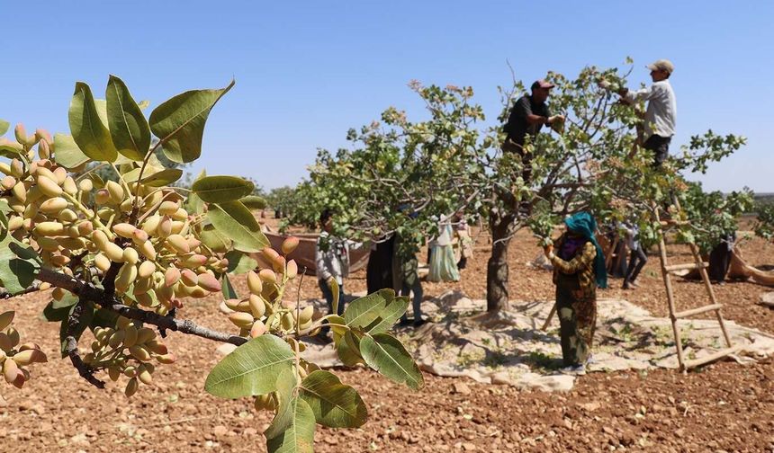 Fıstık hasadı öncesi beklenen rakam açıklandı