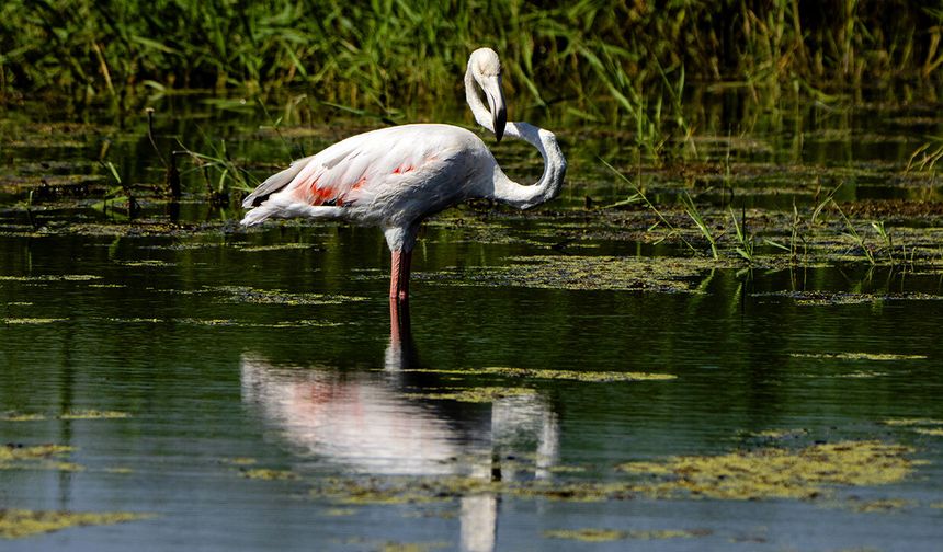 Diyarbakır'ın kuş çeşitliliğine yeni kayıt: Flamingo