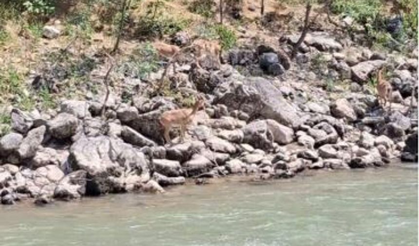 Koruma altındaki dağ keçileri objektiflere yansıdı