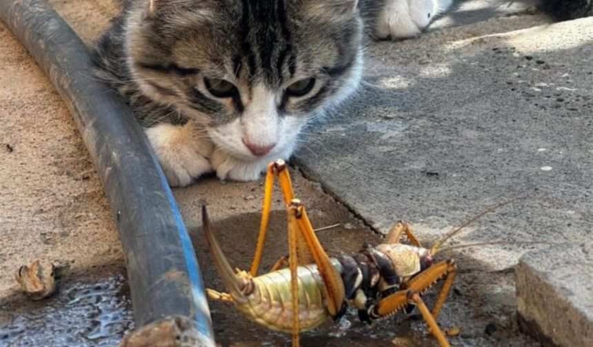 Diyarbakır'da kedi, dev etçil çekirgeyi patileri ile rahatsız etti