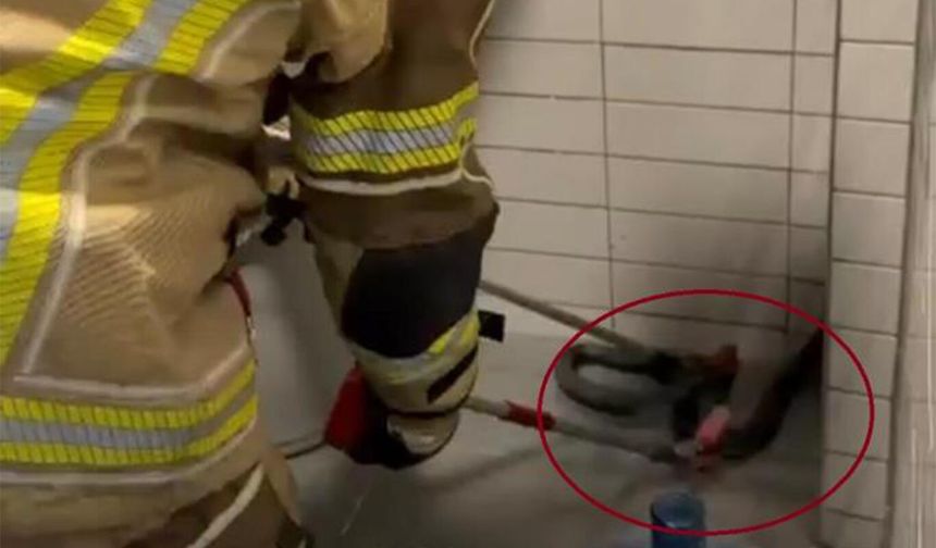 Petrol istasyonunda çıktı: Boyu 2,5 metre