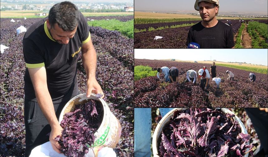 Mor reyhan hasadına başlayan çiftçiler: Bir makineyle Batman'ı marka yapabiliriz