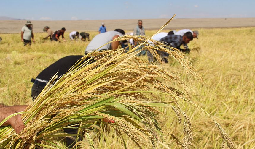 Diyarbakır'da Karacadağ pirincinde hasat başladı