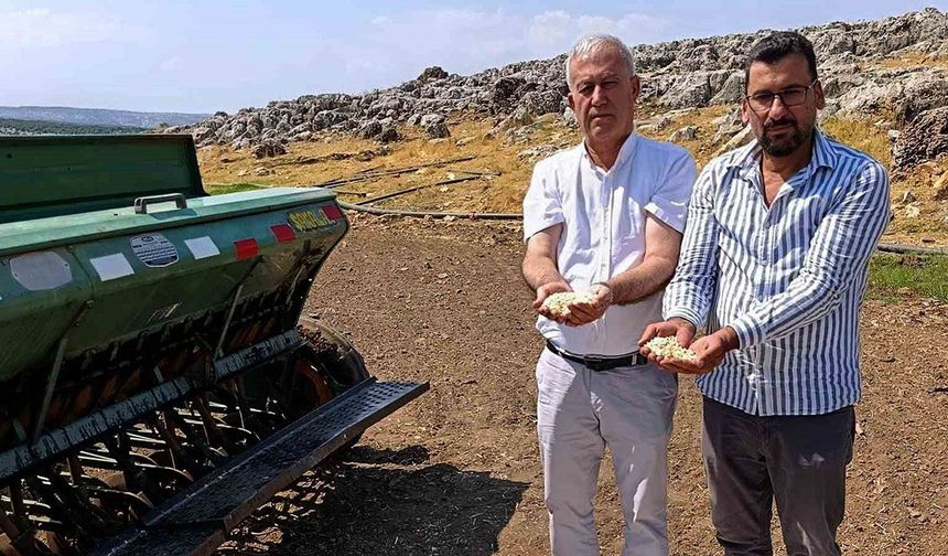 Gaziantep Araban'da sarımsak üretiminde Zambak Anaç dönemi