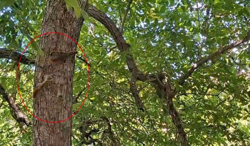 Diyarbakır'da sincapların ağaç üstündeki kovalamacası kameralara yansıdı