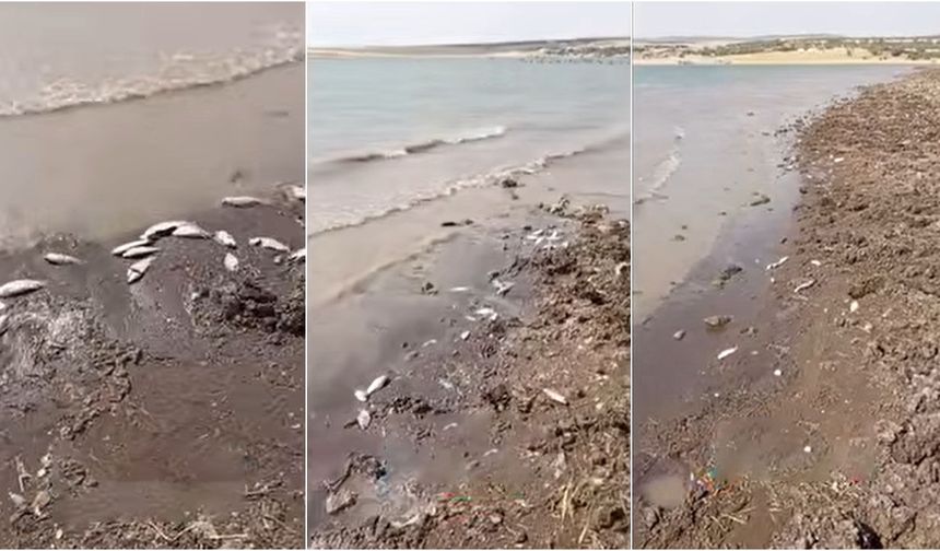 Diyarbakır'daki balık ölümlerine ilişkin inceleme başlatıldı