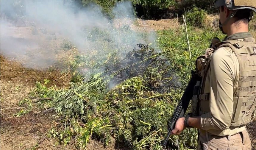 Diyarbakır’da 217 bin 608 kök kenevir ve skunk imha edildi