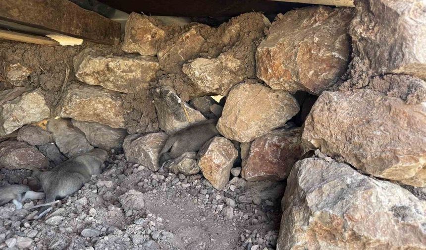 Sur'da taşlar arasına sıkışan iki yavru köpek kurtarıldı