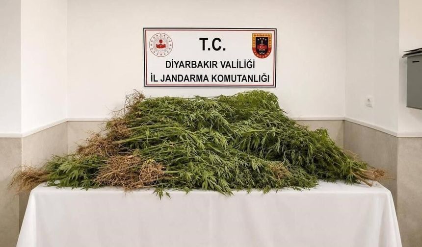 Diyarbakır'da 144 bin kök kenevir ele geçirildi