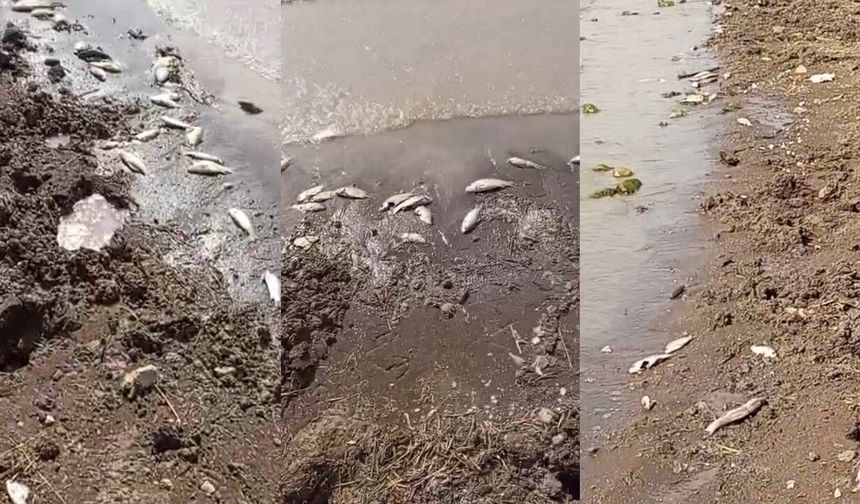 Diyarbakır'da baraj gölünde korkutan görüntü: Balıklar kıyıya vurdu