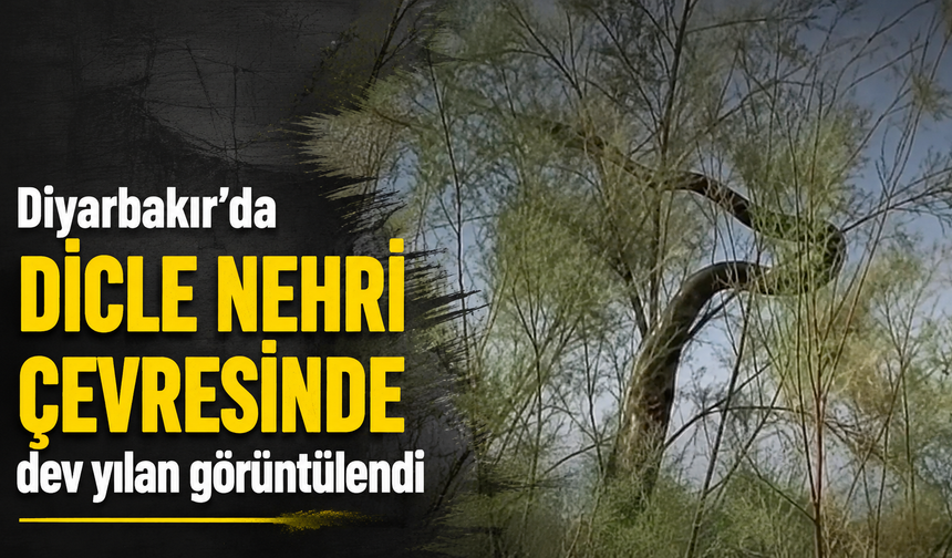 Diyarbakır'da Dicle Nehri çevresinde dev yılan görüntülendi