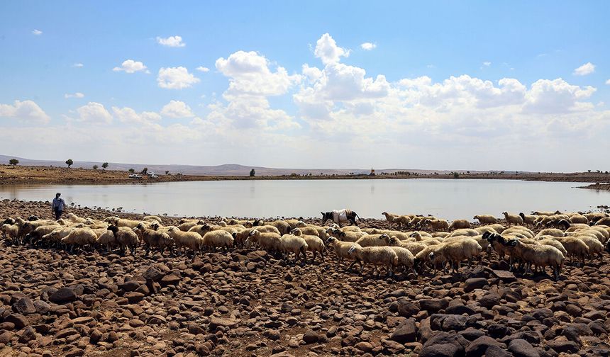 Diyarbakır'da binlerce hayvanın su ihtiyacını karşılayan göletler yenileniyor