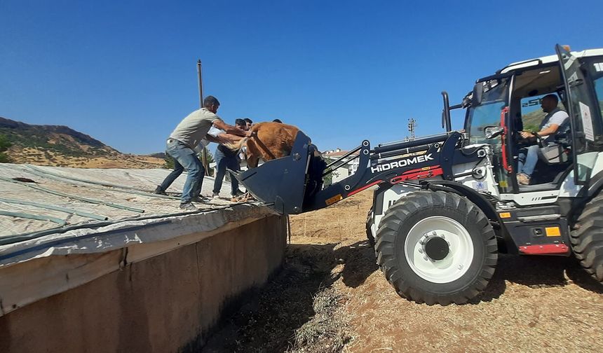 Diyarbakır’da çatıya çıkan inek ekipleri harekete geçirdi