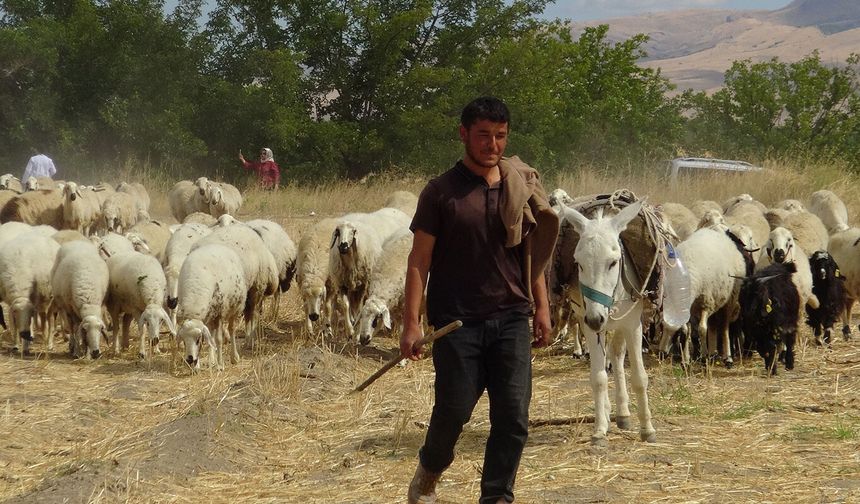 Hayvan yetiştiricileri: En büyük sorunumuz çoban ve mera