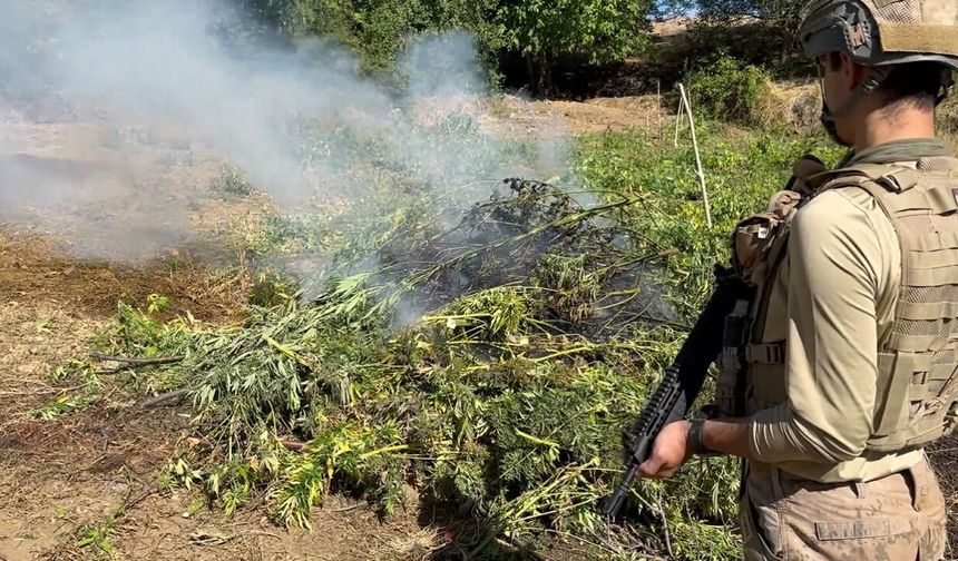 Diyarbakır’da yasa dışı kenevir ekimine büyük operasyon