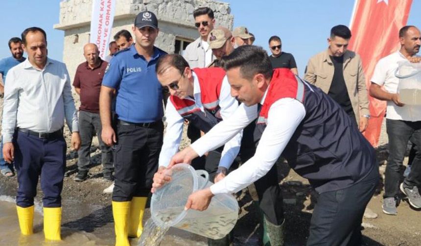 Ilısu Baraj Gölü'ne 800 bin yavru şabut balığı bırakıldı