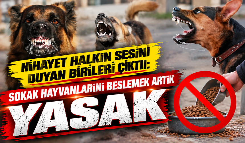 Nihayet halkın sesini duyan birileri çıktı: Sokak hayvanlarını beslemek artık yasak