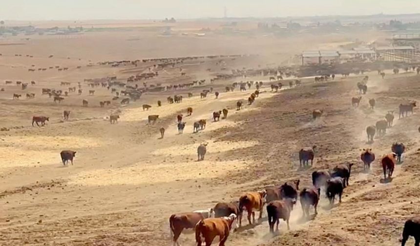Şanlıurfa'nın uçsuz bucaksız arazilerinde büyükbaş bereketi