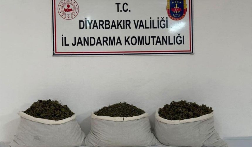 Diyarbakır’da 253 bin 752 kök kenevir ele geçirildi