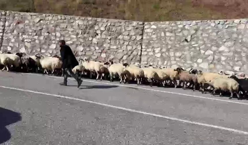 Soğuk hava bastırdı, binlerce hayvan yollara çıktı